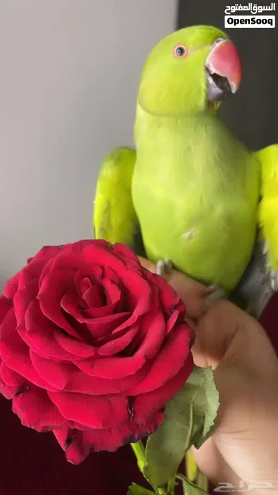 ببغاء دره نص اليف للبدل ع فراخ ككتيل بحكي كوكو وبصفر 2