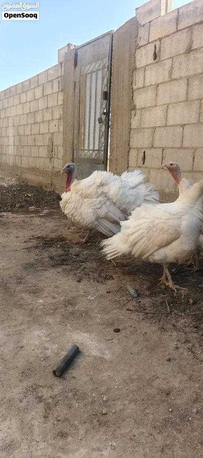 دجاج حبش هولندي 3