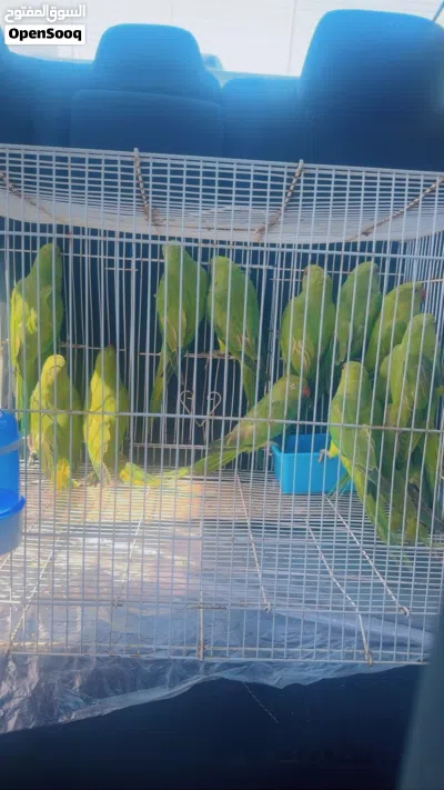 طيور متوه دره 2