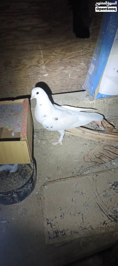 undefined 3