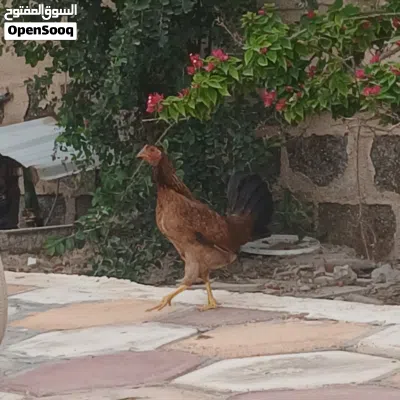 undefined 2