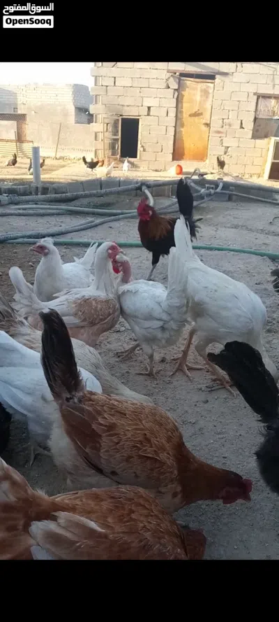 دجاج. عرب أصلي وبركيبه بياض صحه خير من لله 4