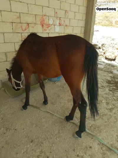 مهر ذكر مميز للبيع بسعر مغري 3