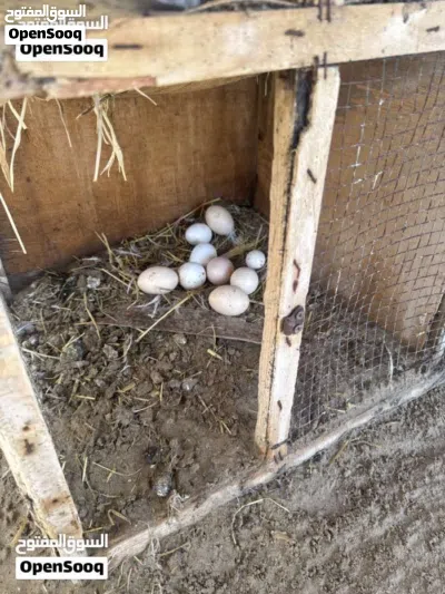 بيض مزرعه انتاج مزرعه وعربي 4