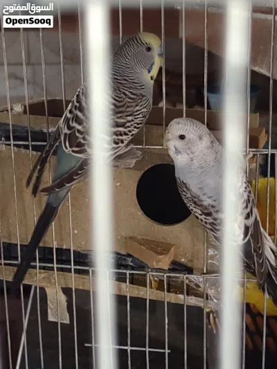 السلام عليكم ورحمة الله، للبيع زوج طيور بادجي (طيور حب) صحة ونظافة ما شاء الله 3