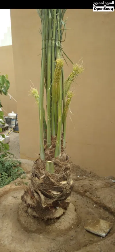 نخيل من النواع الجيده والمثمره للبيع توصيل شامل جميع المناطق 2