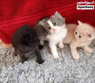 قطط صغار للبيع سكوتش فولد عمر شهر وشئ 3