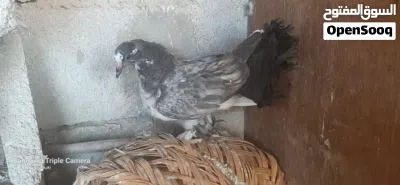 زوج شماسي (هنداوي ) 2