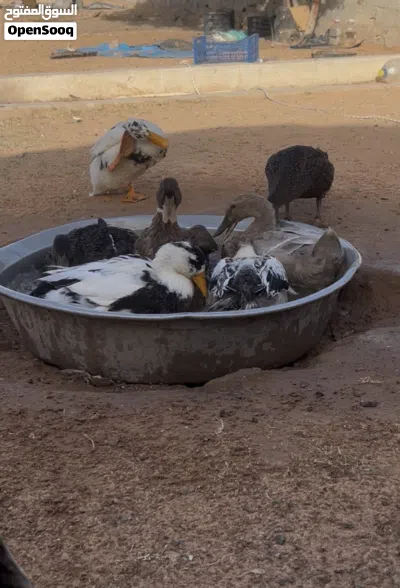 12بطه و30عتوقه للبيع 3