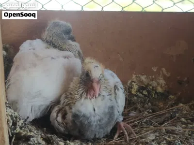 .600 pigeons kids 3