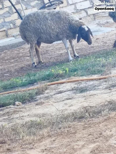 نعجه للبيع 2