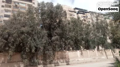 قص وتقليم الاشجار 2