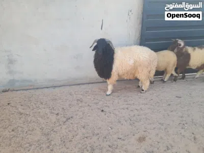 خروف وطني الله يبارك 2