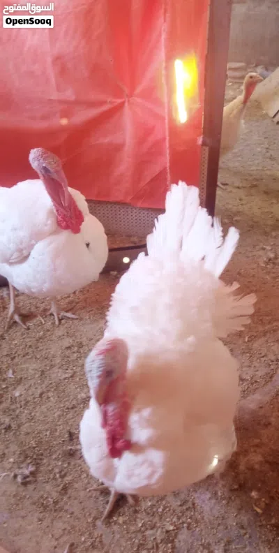 حبش فرنسي بياض للبيع 3