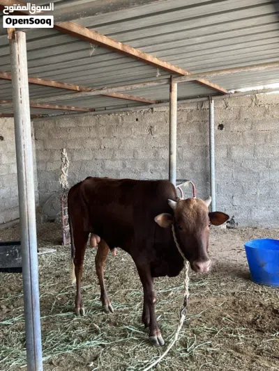 للبيع ثور عماني نظيف 2