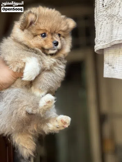 Pomeranian puppy 3