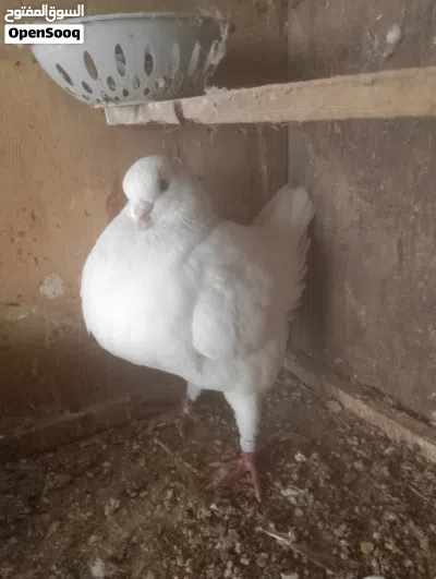 فحل كنك امبراطور فول ضخامه للبيع او مراوس حمام زينه 2