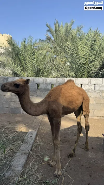 جعود سمييين 4