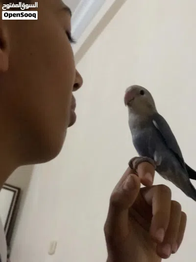 سلام عليكم عندنه برقدلو روز مروض فل داخلي بس ودرجه اولا ربي يبارك 3