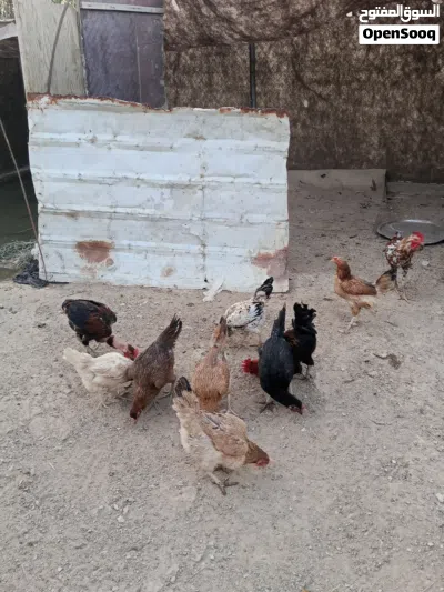 دجاج عرب اصلي للبيع الزوج 30 الوصف مهم 3
