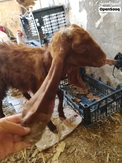 صخله ضروبة افغاني ضعيفه مالت علف صاحيه بلاش اقرء الوصف وخابر 4