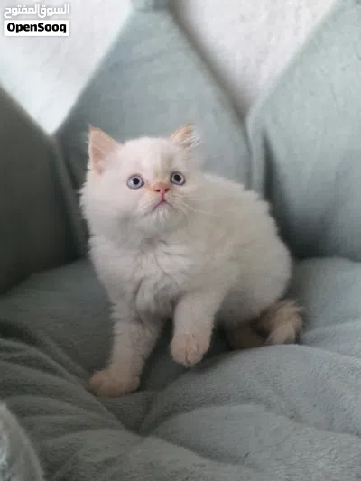 راغدول و سكوتش فولد Ragdoll red point& Scottish fold 4