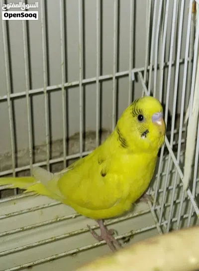 Beautiful, highly active organic diet fed budgies with bright colours for 105 SAR each 4