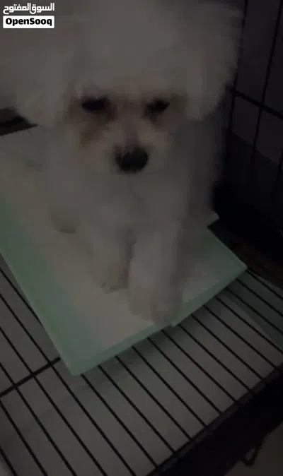 بومرنين و بيشون فريز Pomeranian and Bichon Frise puppies 4month 2month 2