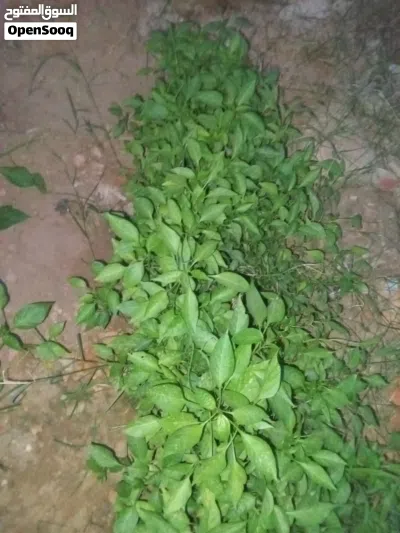 فلفل حار نصراني 2