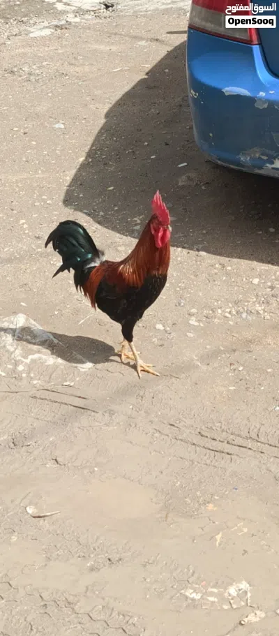 ديك عرب من بغداد ابو دشير 2