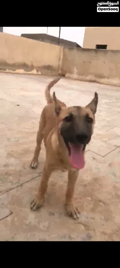 كلب ميلنوا 3