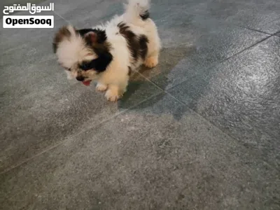 Pure Shih Tzu Puppies for Sale – Healthy & Playful 4