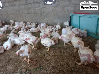 يوجد لدينا دجاج ابيض لاحم الوزن من 700 الى 800 جرام 2