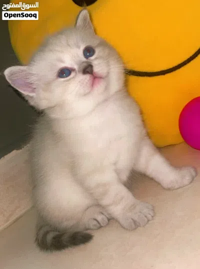 For sale: a beautiful Scottish Fold and Persian cat. It has folded ears and a very cute appearance 2