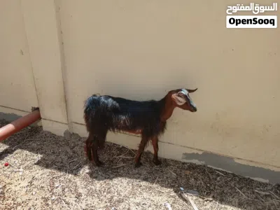 شاه ولده واحد صخله وتيس فحل 2