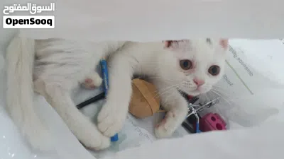 للبيع قطة جميله بصحه ممتازه 4