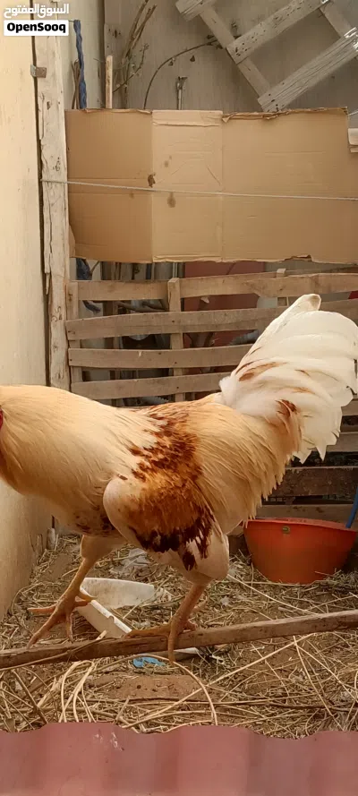 ديك ربي بارك.و2 دجاج حمر للبيع او تبديل 3