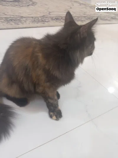 قط شيرازي للبيع ذكر 2