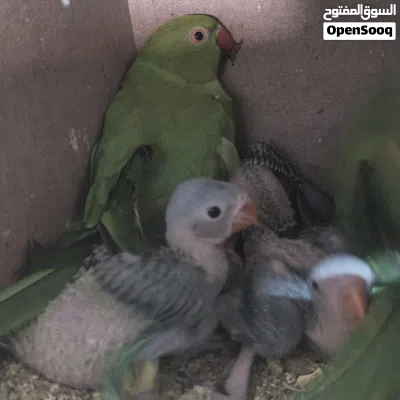 جوز دره تحتيه اربع فراخ صلي ع النبي قبل اي اشي 3