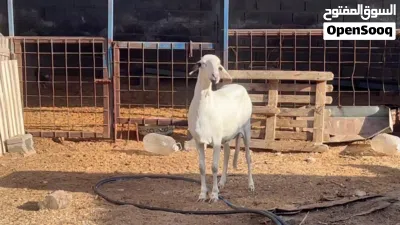 نعجه بسم الله ما شاء الله 3