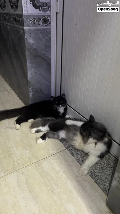 للبيع قطط شرازي 3