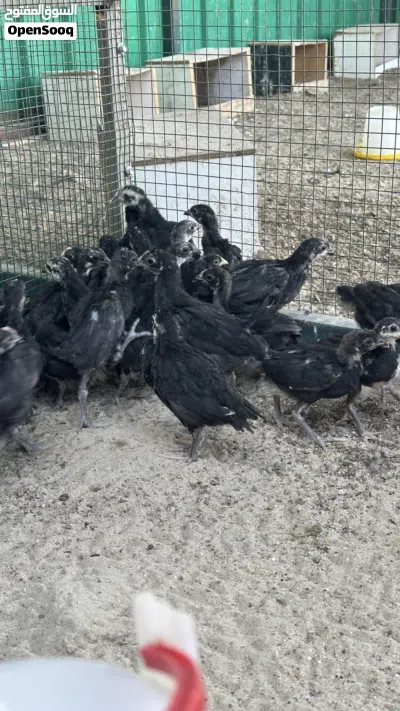 فروخ عقارب عمر شهر و نص الى شهرين 4