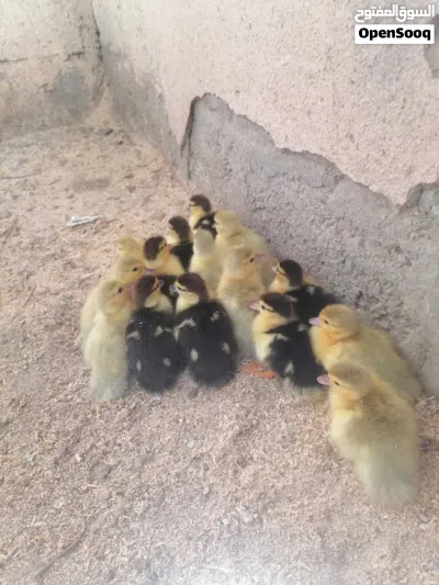 فروخ بط مصري للبيع 2