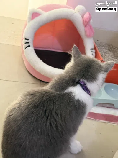 Kitten 4-5 months old very friendly 3