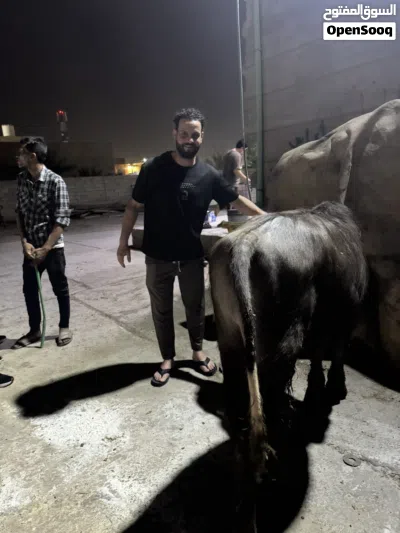 سلام عليكم عندي شفوجه وعندي عجوله بلاش بلاش تعال شوفهن وني بل خدمه بلاش 3