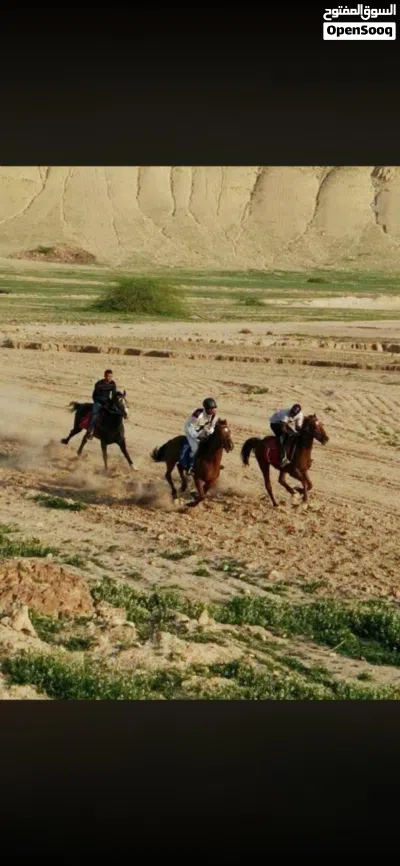 فرس انجليزيه من الطراز الذهبي 3