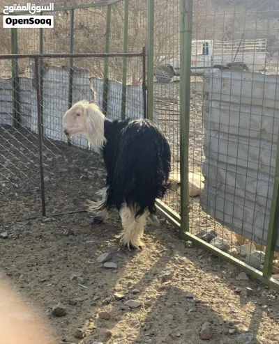 حلال نجدي وتيس عماني للبيع 2