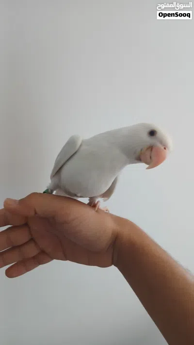 ببغاء ذره للبيع 2