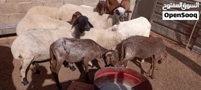 للبيع جمله 2