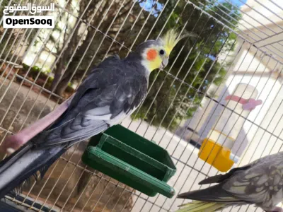 جوز كوكتين تبارك الرحمن 3